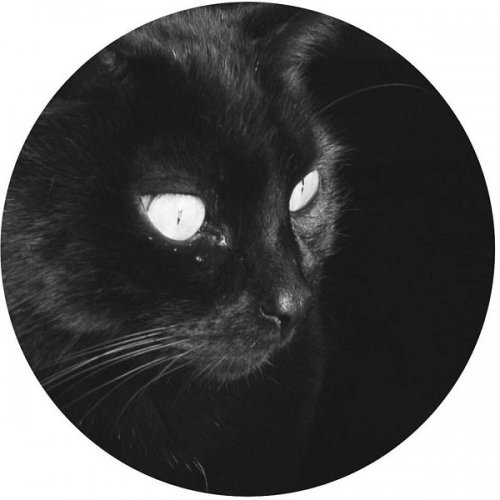 Gato Negro logotype